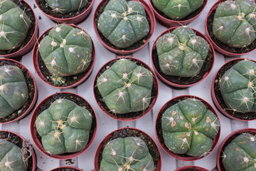 Cactus in nursery