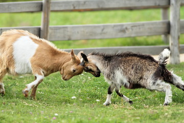 goats fighting with their heads