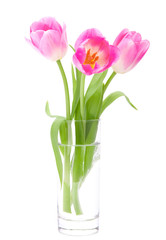 Pink tulips bouquet in vase isolated on white background
