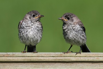 Baby Eastern Bluebirds