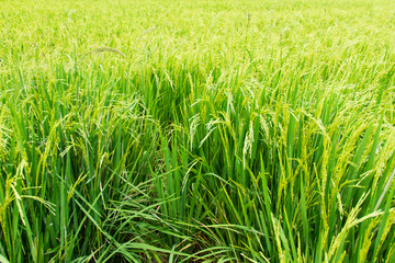 Fototapeta premium Spike in rice field