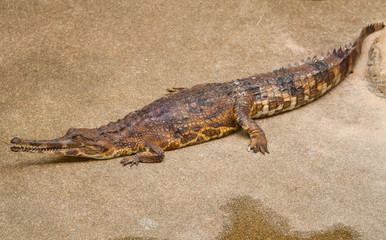  false gharial (Tomistoma schlegelii)