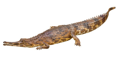 Naklejka premium false gharial (Tomistoma schlegelii)