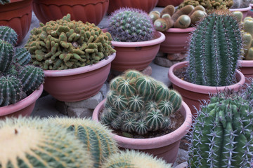 Cactus in nursery