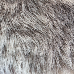 abstract fur background