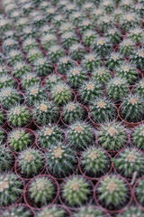 Obraz premium Cactus in nursery