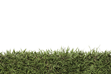 Isolated grass leave copyspace for text on white background