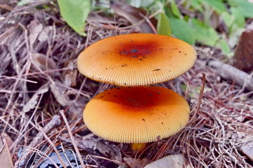 Light rain forest mushrooms