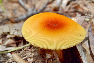 Light rain forest mushrooms