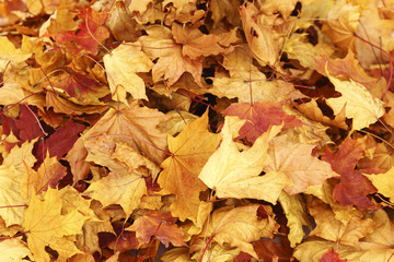 autumn leaves