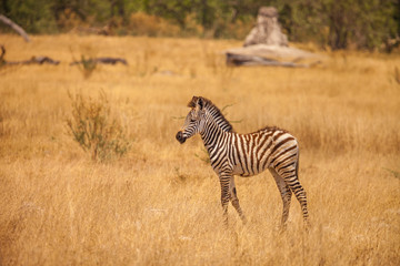 Fototapeta na wymiar Burchell's Zebra in Savanna of Botswana