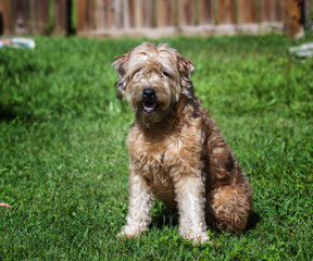 Goldendoodle