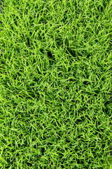 rice sprouts