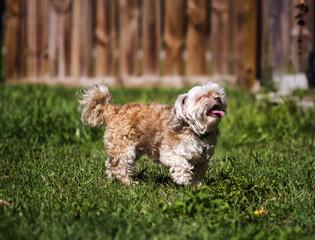 shih-tzu, maltese, and poodle mix.