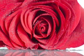 Close up on red rose with water drops