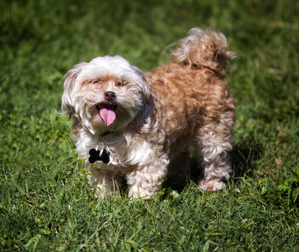 Shih-tzu, Maltese, And Poodle Mix.