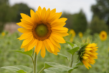 Sonnenblumen auf Sonnenblumenfeld