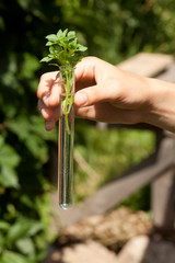 Green plant in test tube