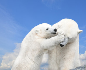 Young cute polar bear playing with his mother