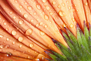 Closeup on gerbera daisy flower with water drops