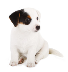 Jack Russell puppy