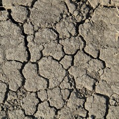 The crackled earth