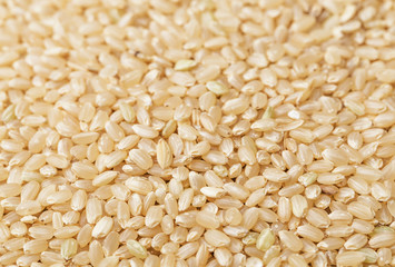 Brown rice background