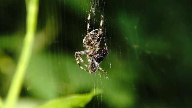Video einer Spinne die eine Fliege frißt
