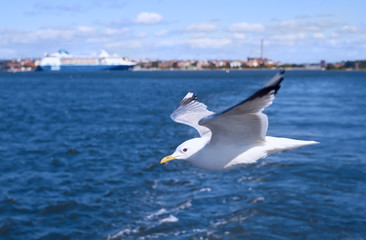 Fototapeta na wymiar Seagull soars low close-up