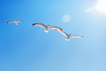 Three seagulls and sun