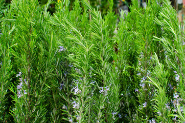 Rosemary plant with brightful green leaves