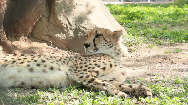 cheetah looking around