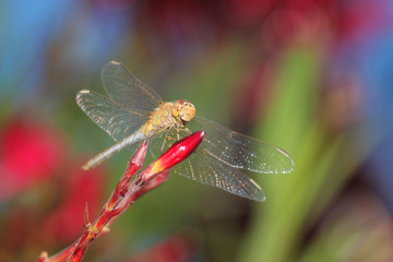 Dragonfly