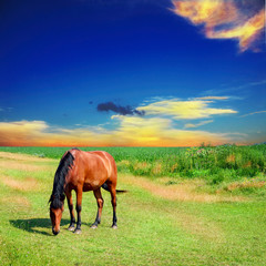 horse on the green field