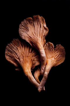Still Life: Mushroom