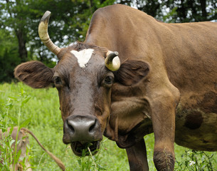 Obraz premium Brown cow with curved horn