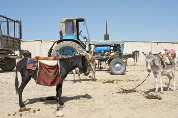 Ouzbékistan marché bétail