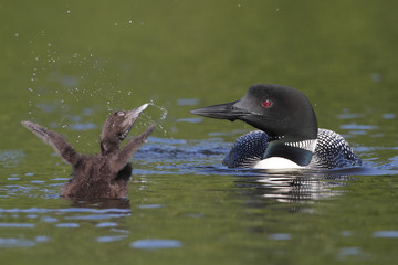 Baby Loon Showing Off For Mom