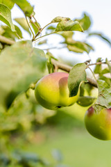 Apple tree branch