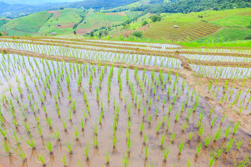 Obraz premium grow rice on top of mountain at chiangmai thailand