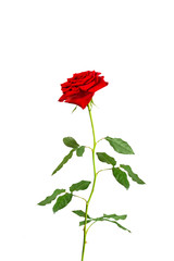 long-stem  red rose