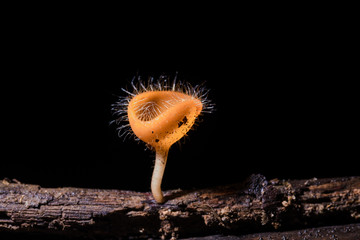 Close up of Fungi cup  in black back, Thailand