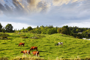 cattle grazing in peaceful country-side, rural sweden
