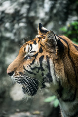 Close up a Bengal Tiger
