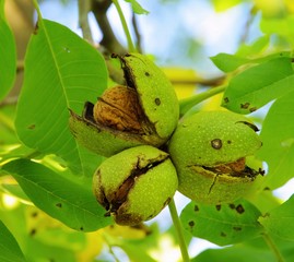 Walnussbaum - walnut tree 11