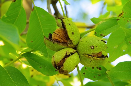 Walnussbaum - walnut tree 10