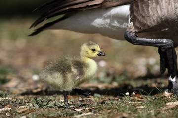 Canada goose, Branta canadensis