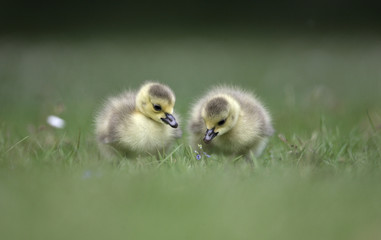 Canada goose, Branta canadensis