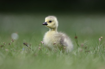 Canada goose, Branta canadensis