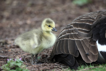 Canada goose, Branta canadensis